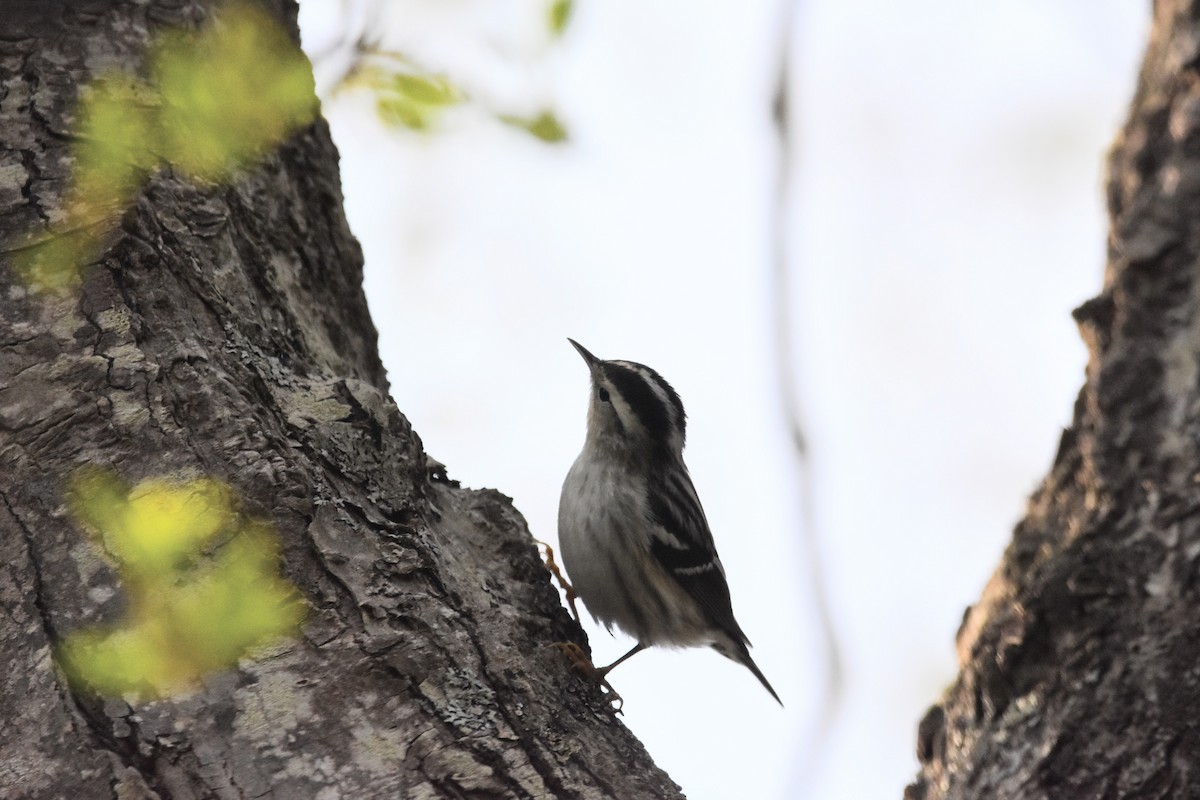 Пищуховая древесница - ML644739618