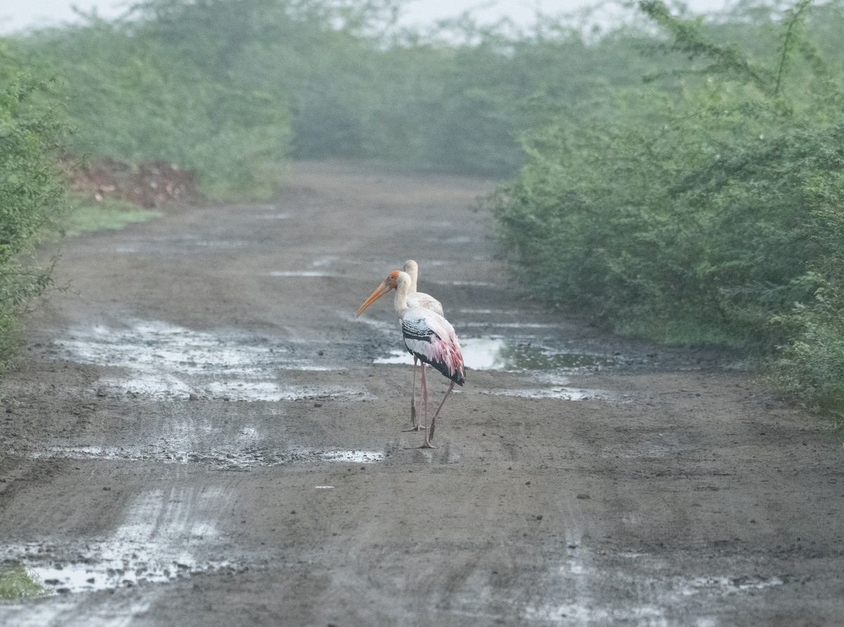 Расписной клювач - ML644739619