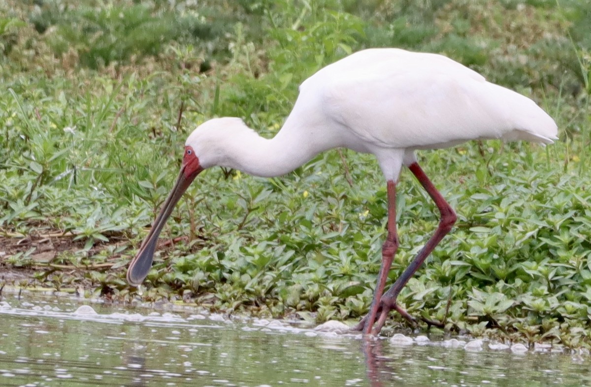 Белая колпица - ML644739620