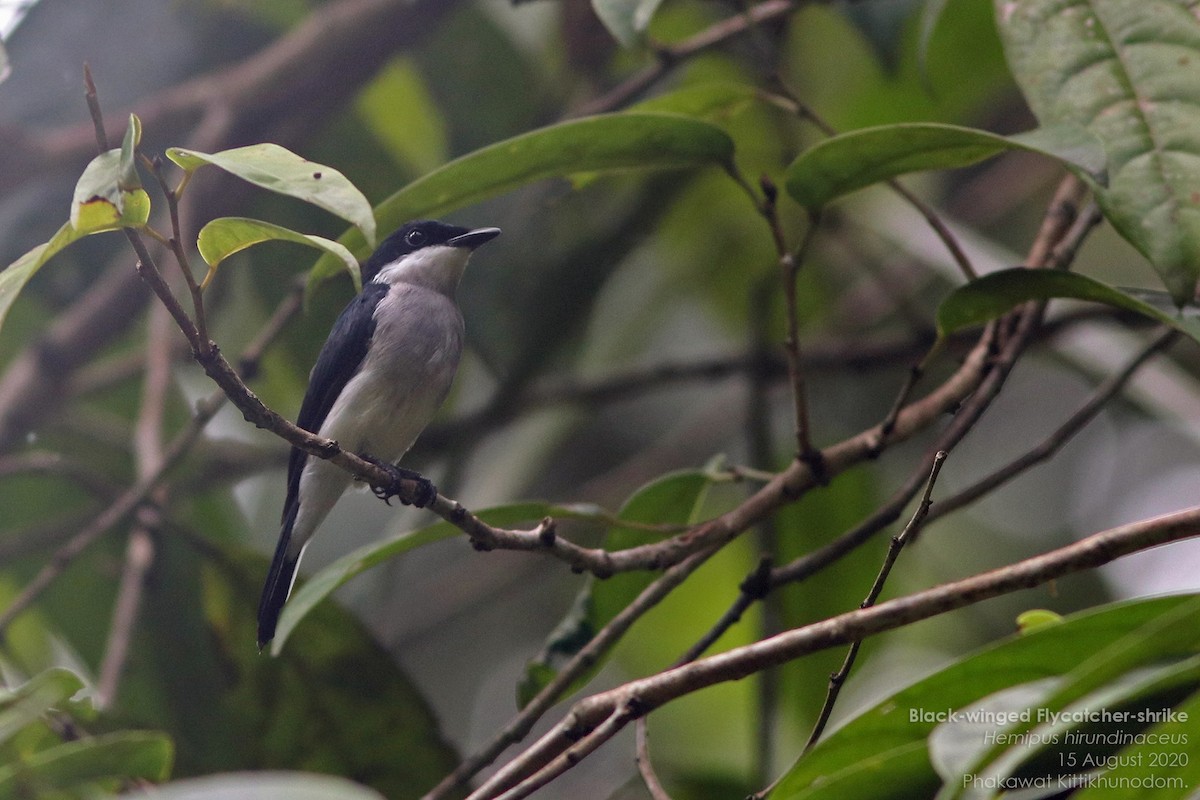 Чернокрылый личинколов - ML644739621