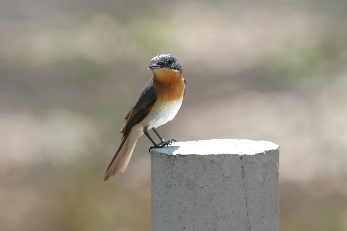 Серебристая миагра - ML644739622