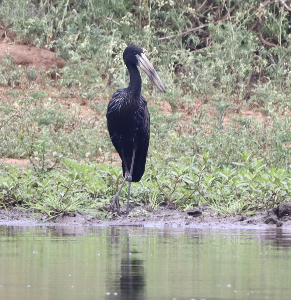 Африканский аист-разиня - ML644739623