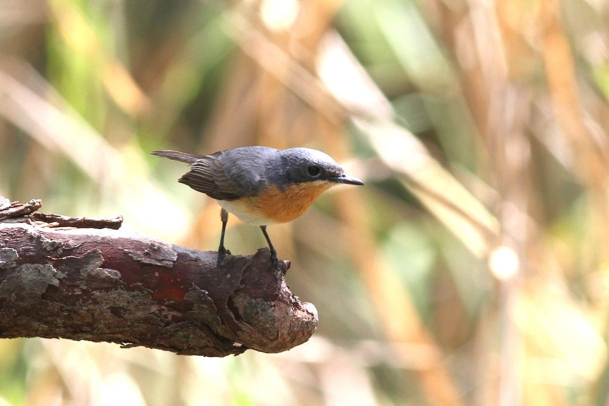 Серебристая миагра - ML644739624