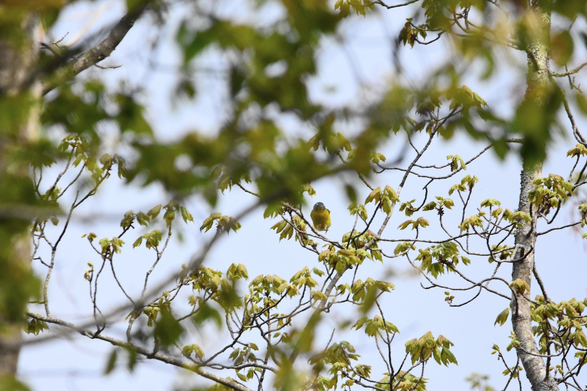 Красношапочная древесница - ML644739625