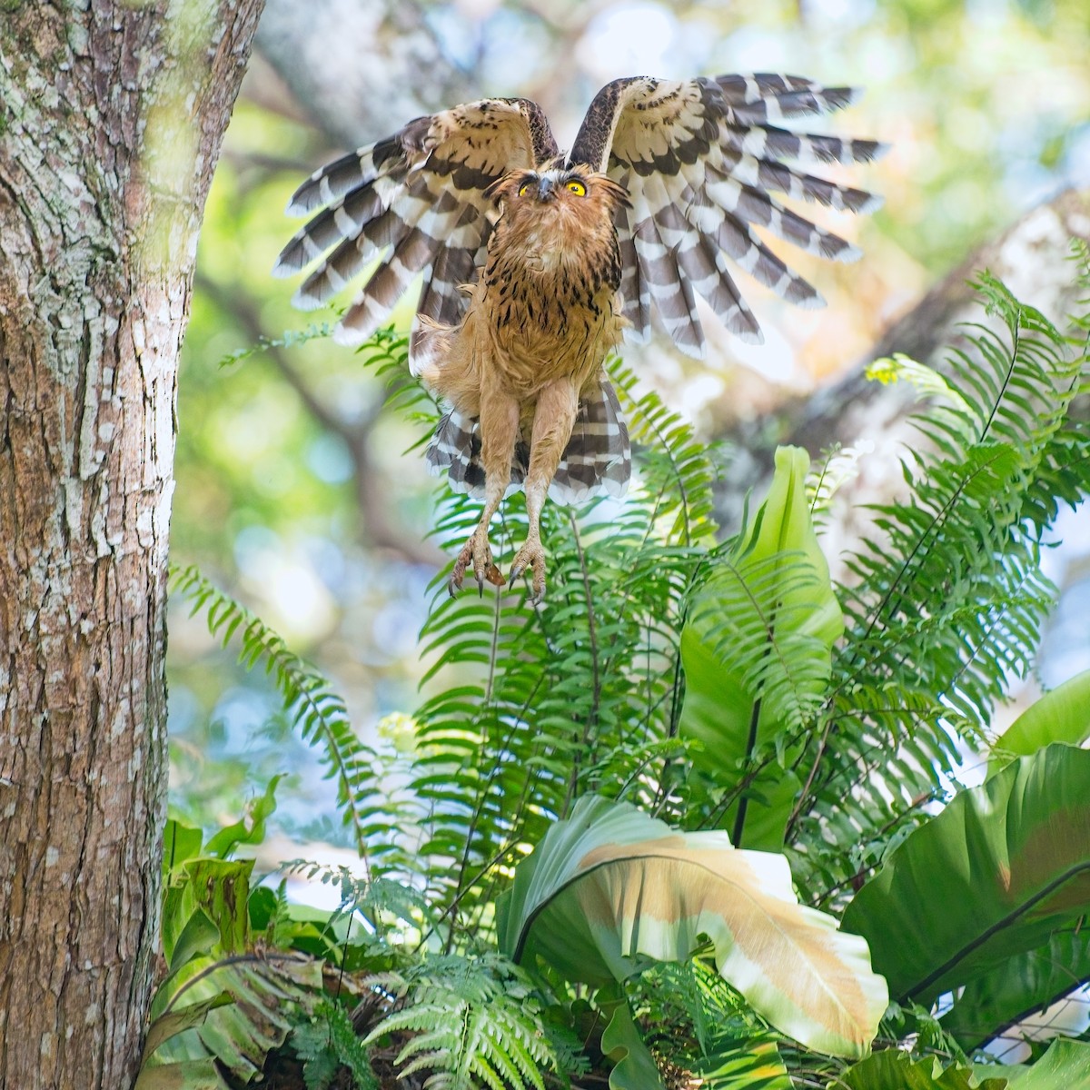 Малайский рыбный филин - ML644739626