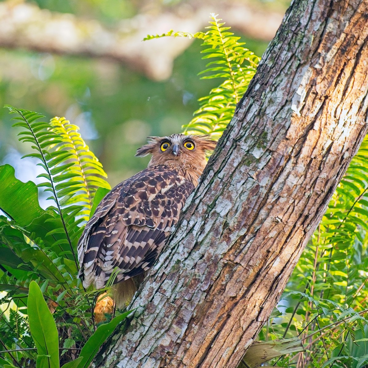 Малайский рыбный филин - ML644739627