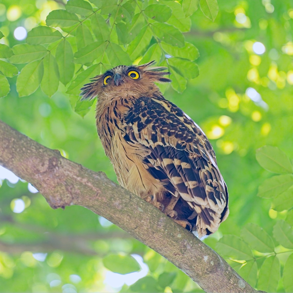 Малайский рыбный филин - ML644739628