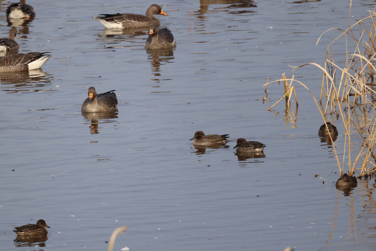 Чирок-свистунок - ML644739629