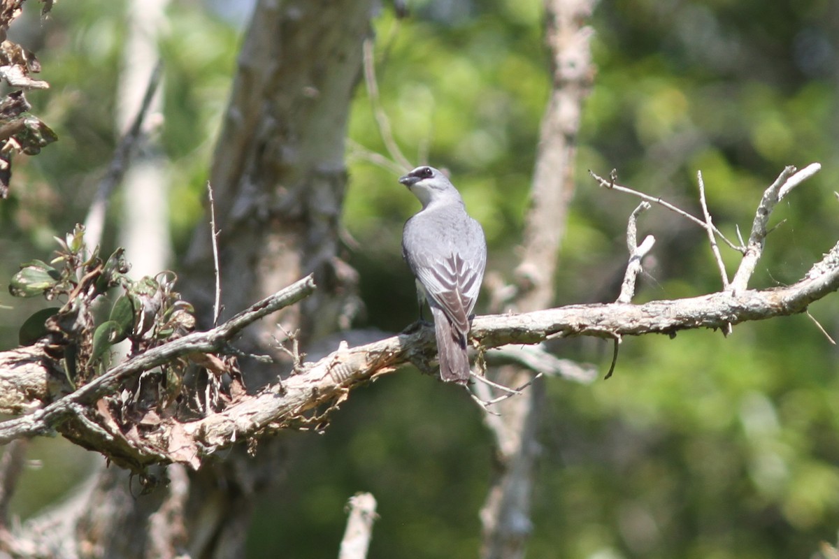 Белобрюхий воронец - ML644739631