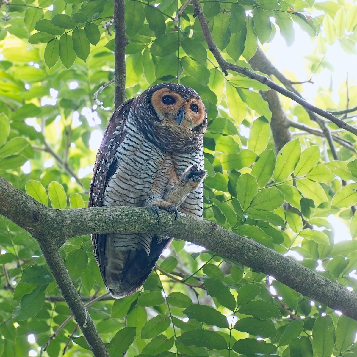 Пагодная неясыть - ML644739632