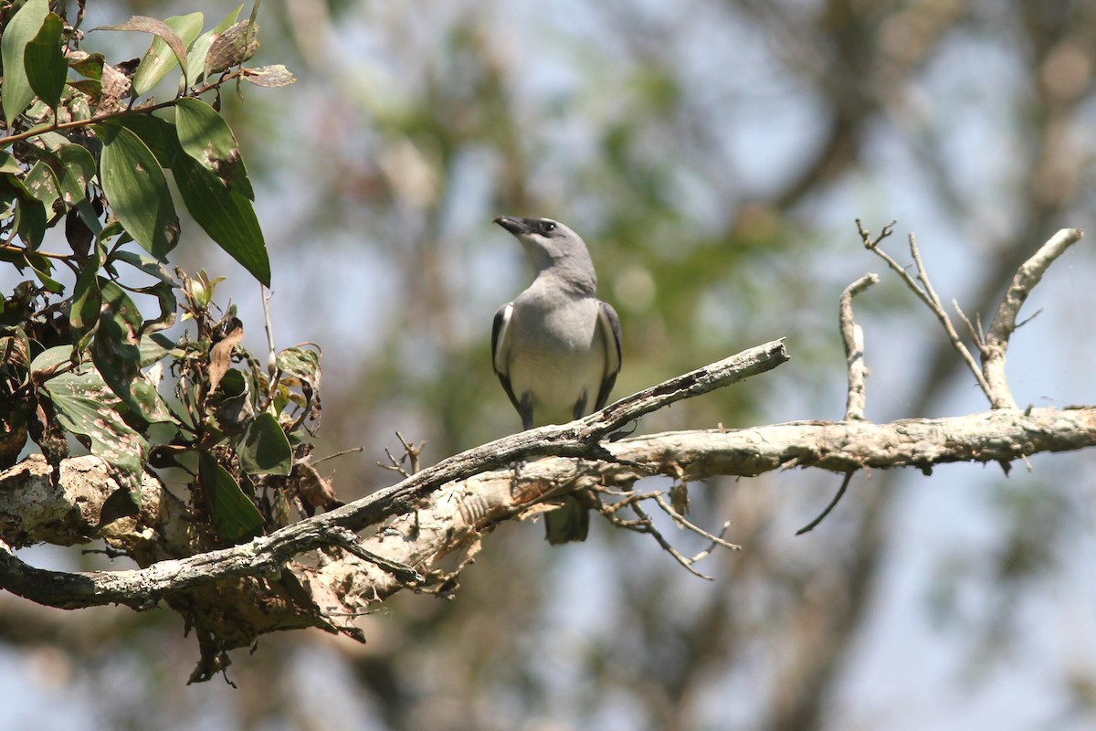 Белобрюхий воронец - ML644739633
