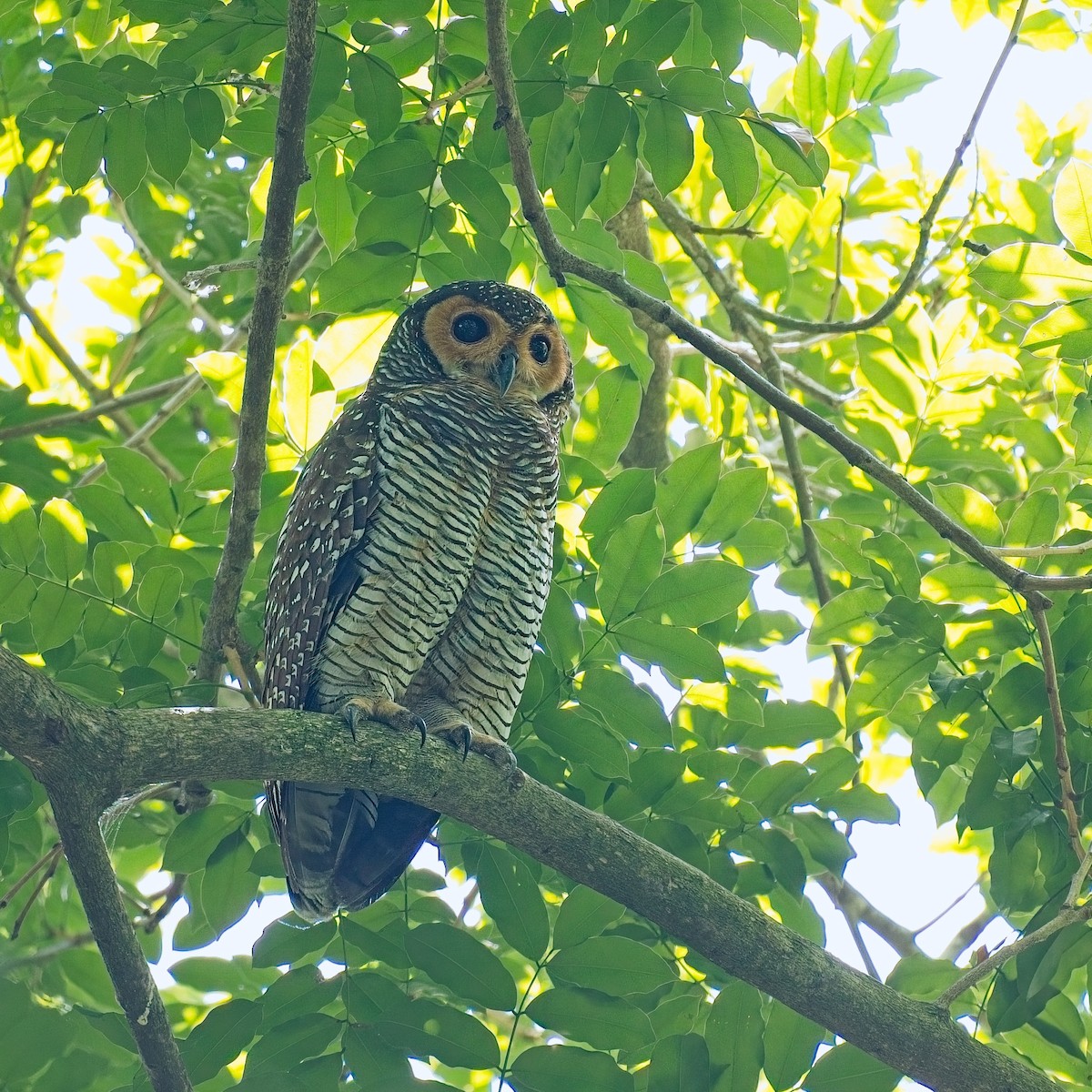 Пагодная неясыть - ML644739634