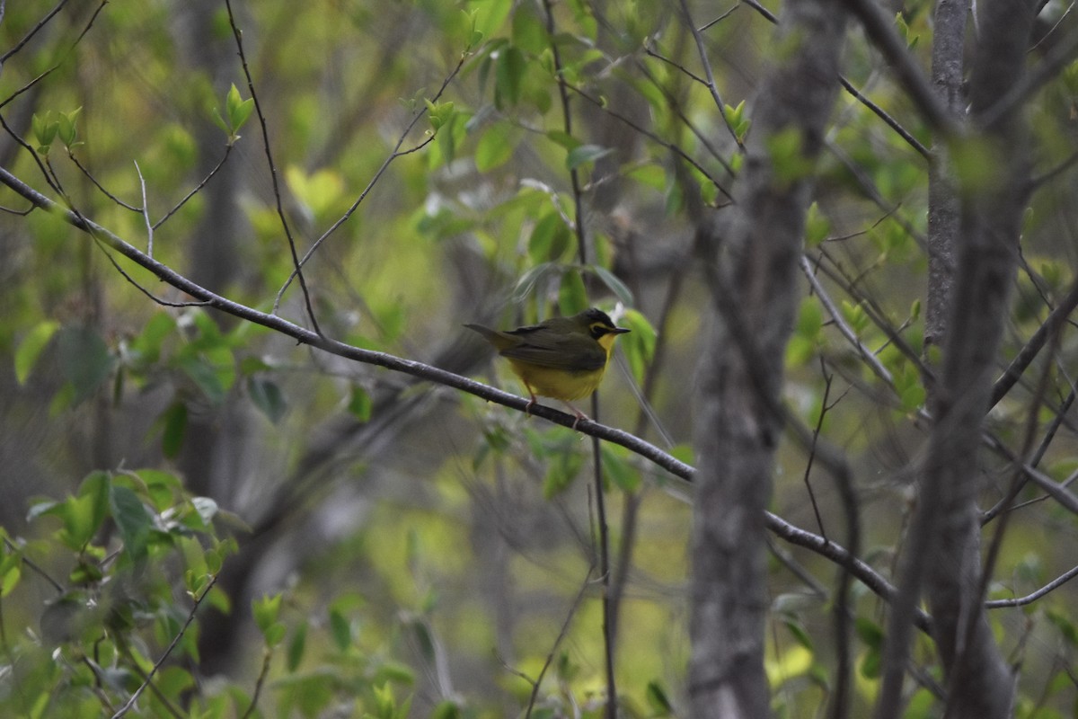 Златобровая желтогрудка - ML644739636