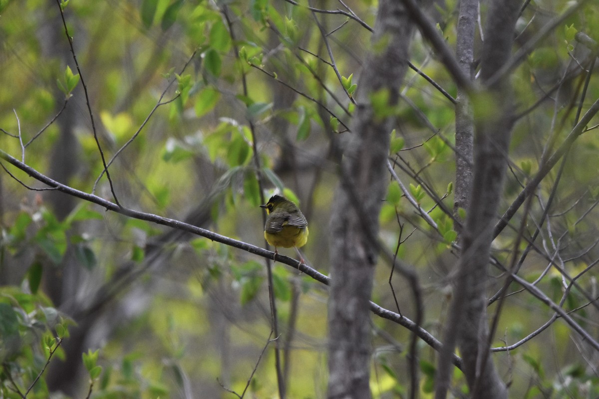 Златобровая желтогрудка - ML644739637