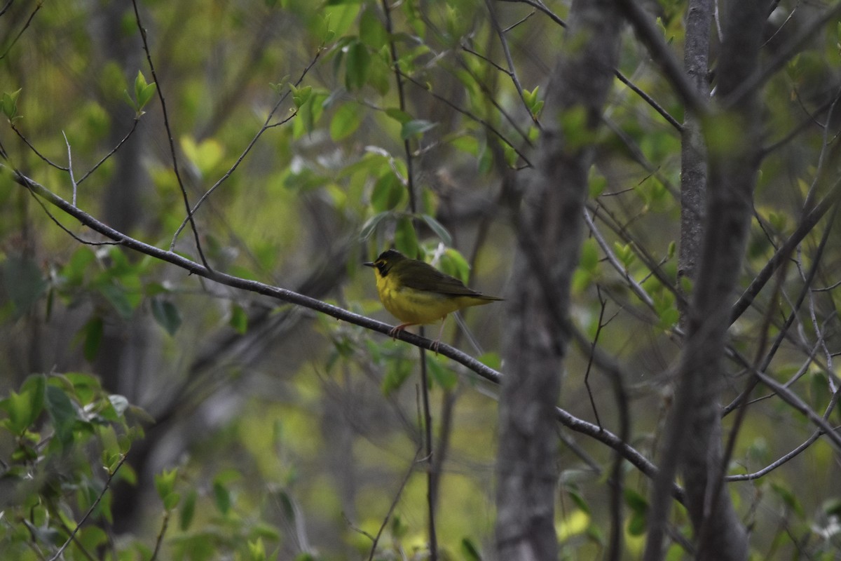 Златобровая желтогрудка - ML644739638