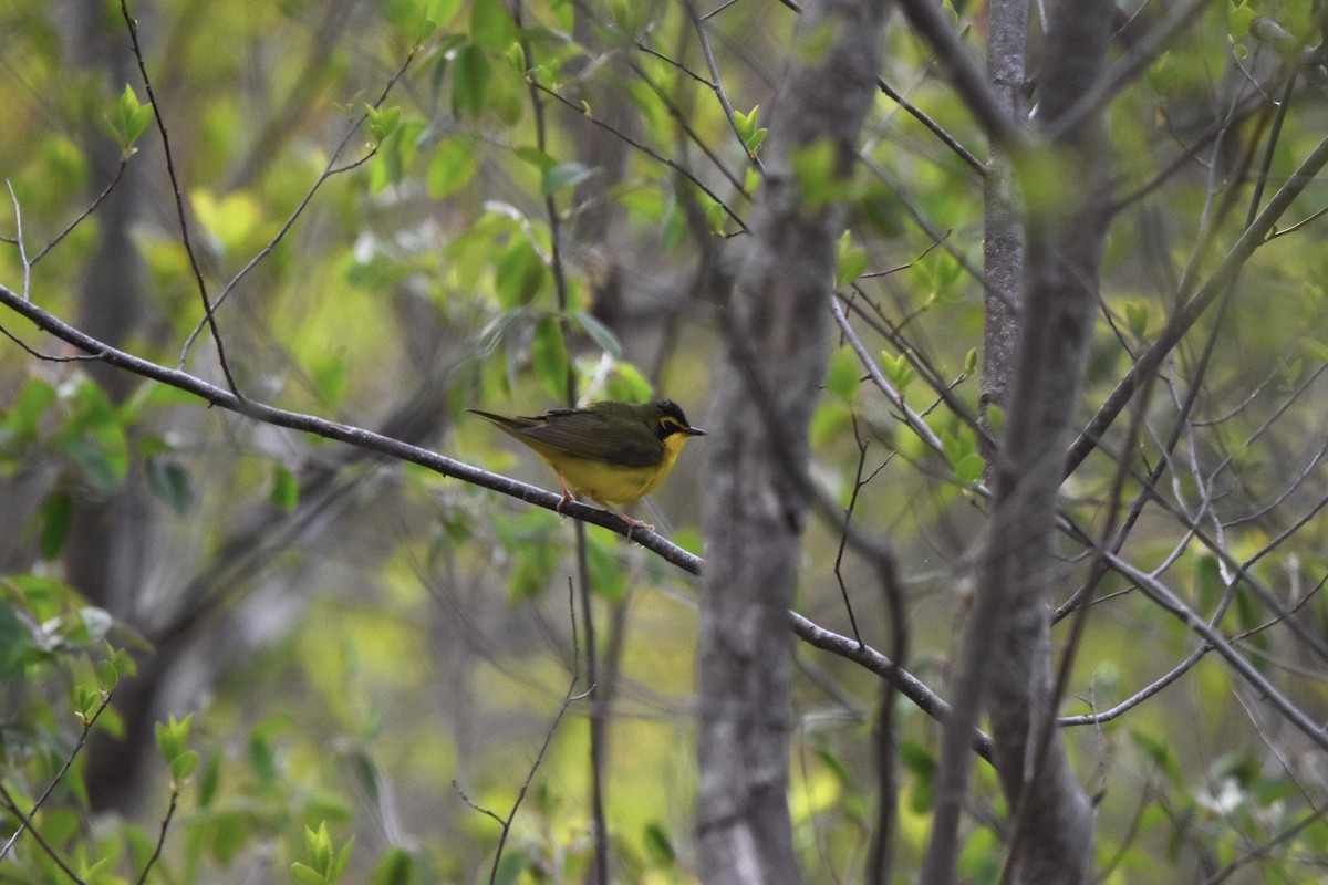 Златобровая желтогрудка - ML644739639