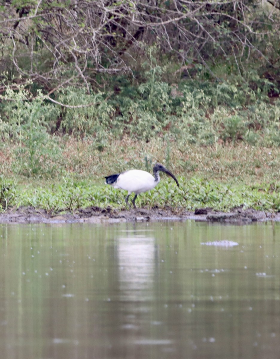 Священный ибис - ML644739641