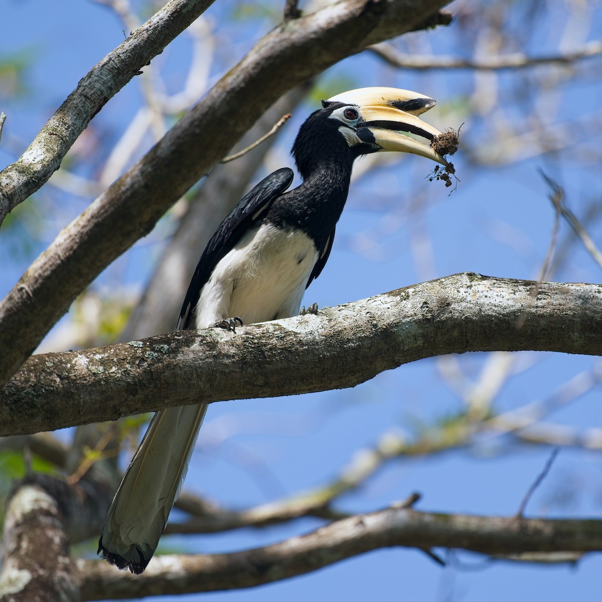 Белоклювая птица-носорог - ML644739642
