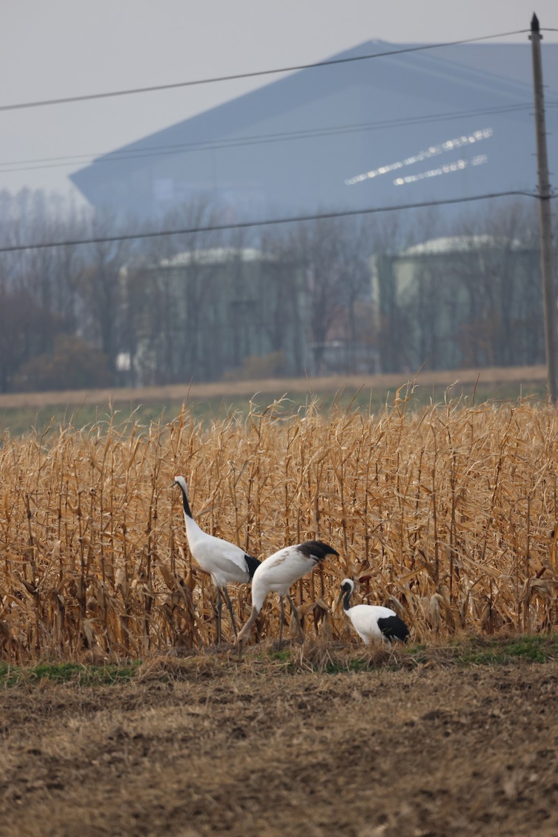 Японский журавль - ML644739643