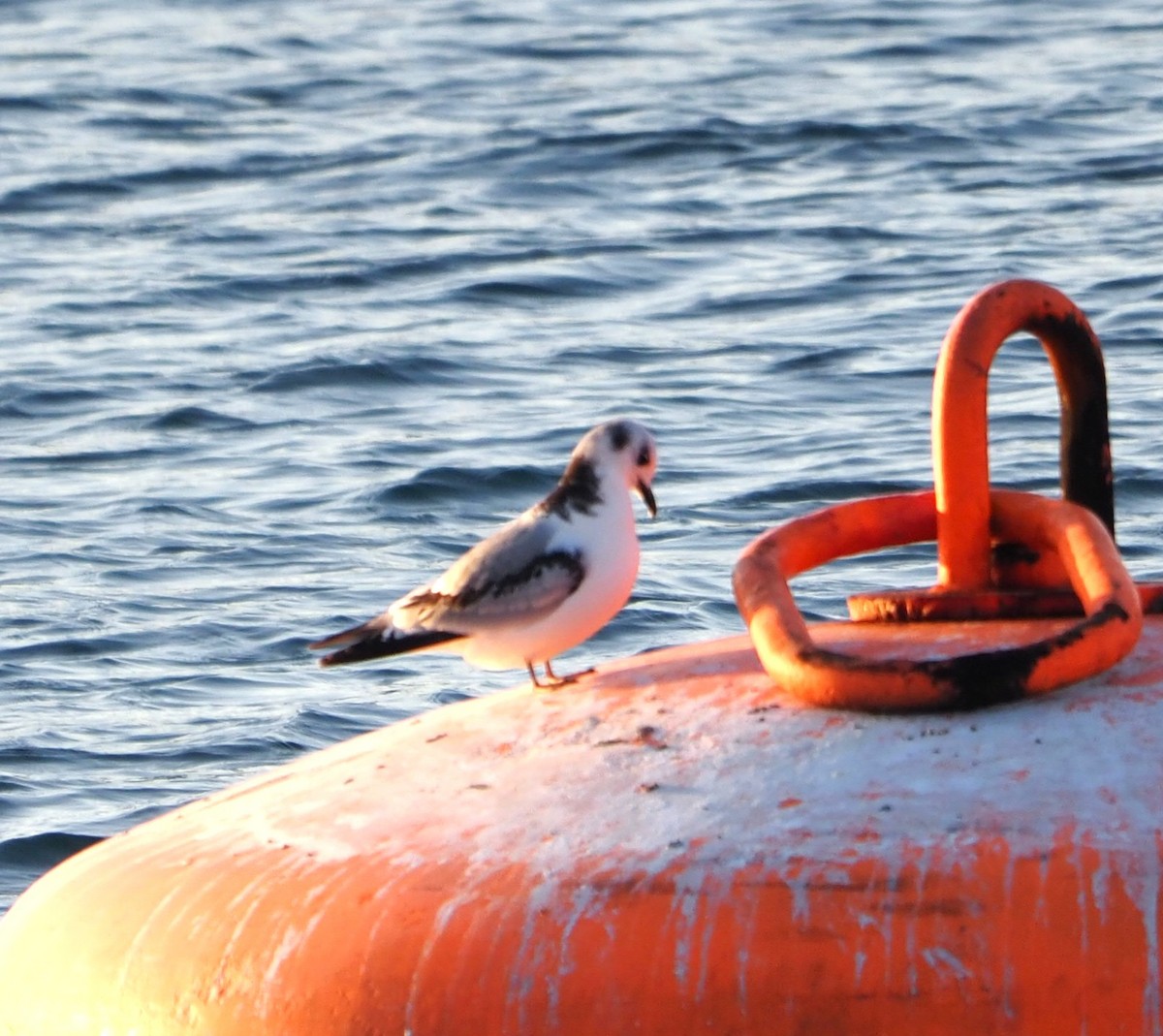 Моевка - ML644739644