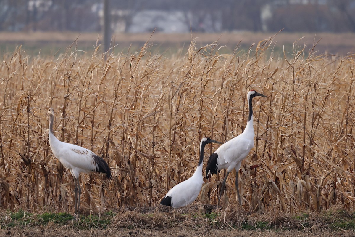 Японский журавль - ML644739645