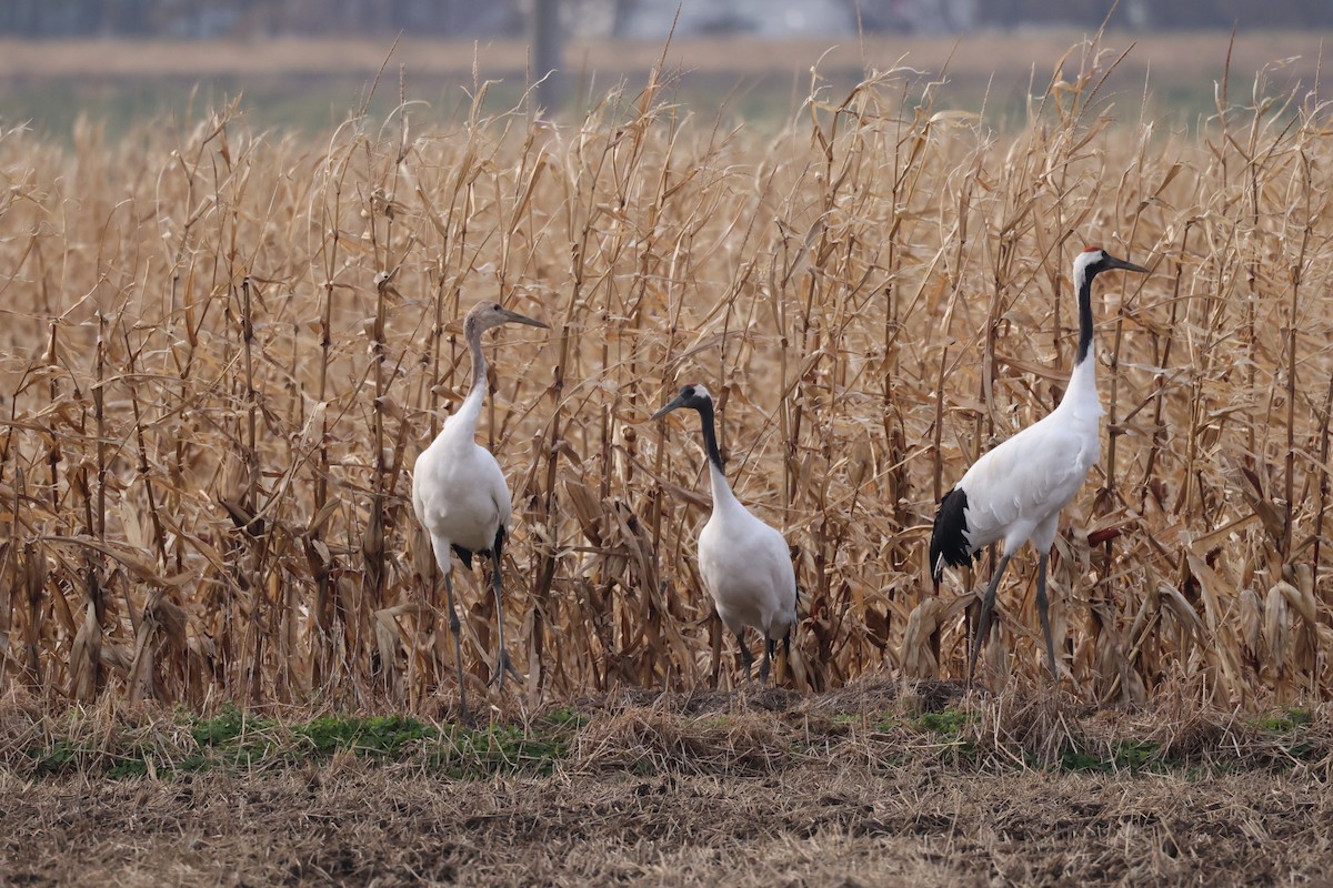 Японский журавль - ML644739646