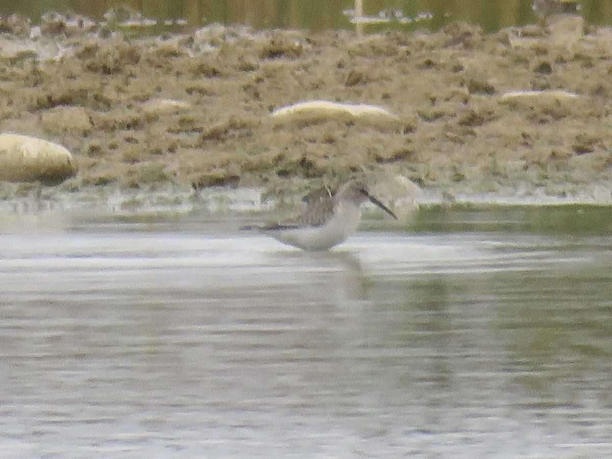 Txirri kurlinta - ML644739647