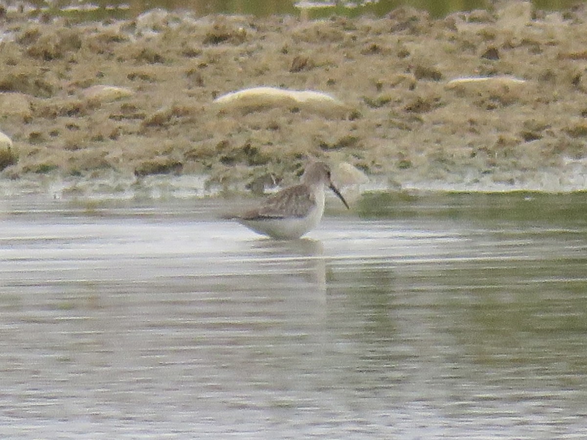 Txirri kurlinta - ML644739648