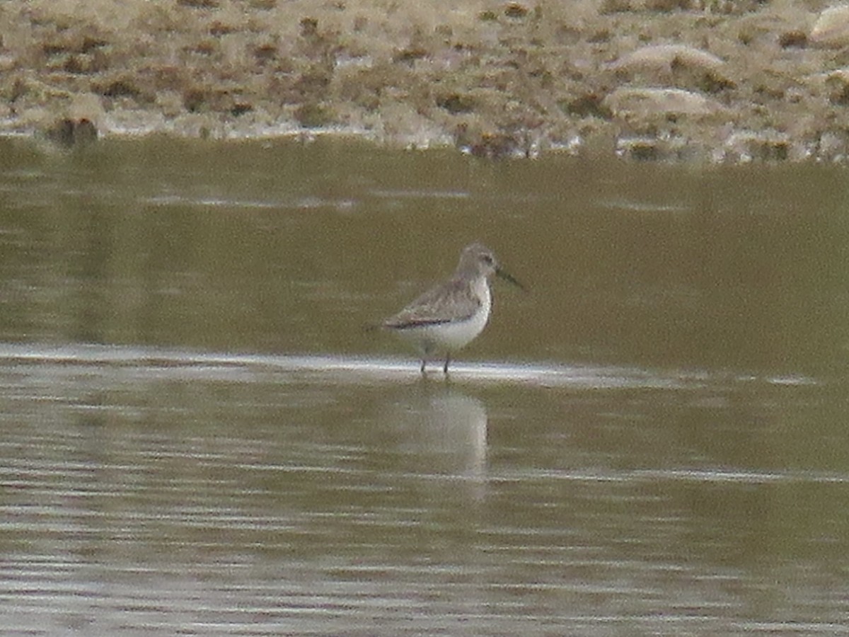 Txirri kurlinta - ML644739649