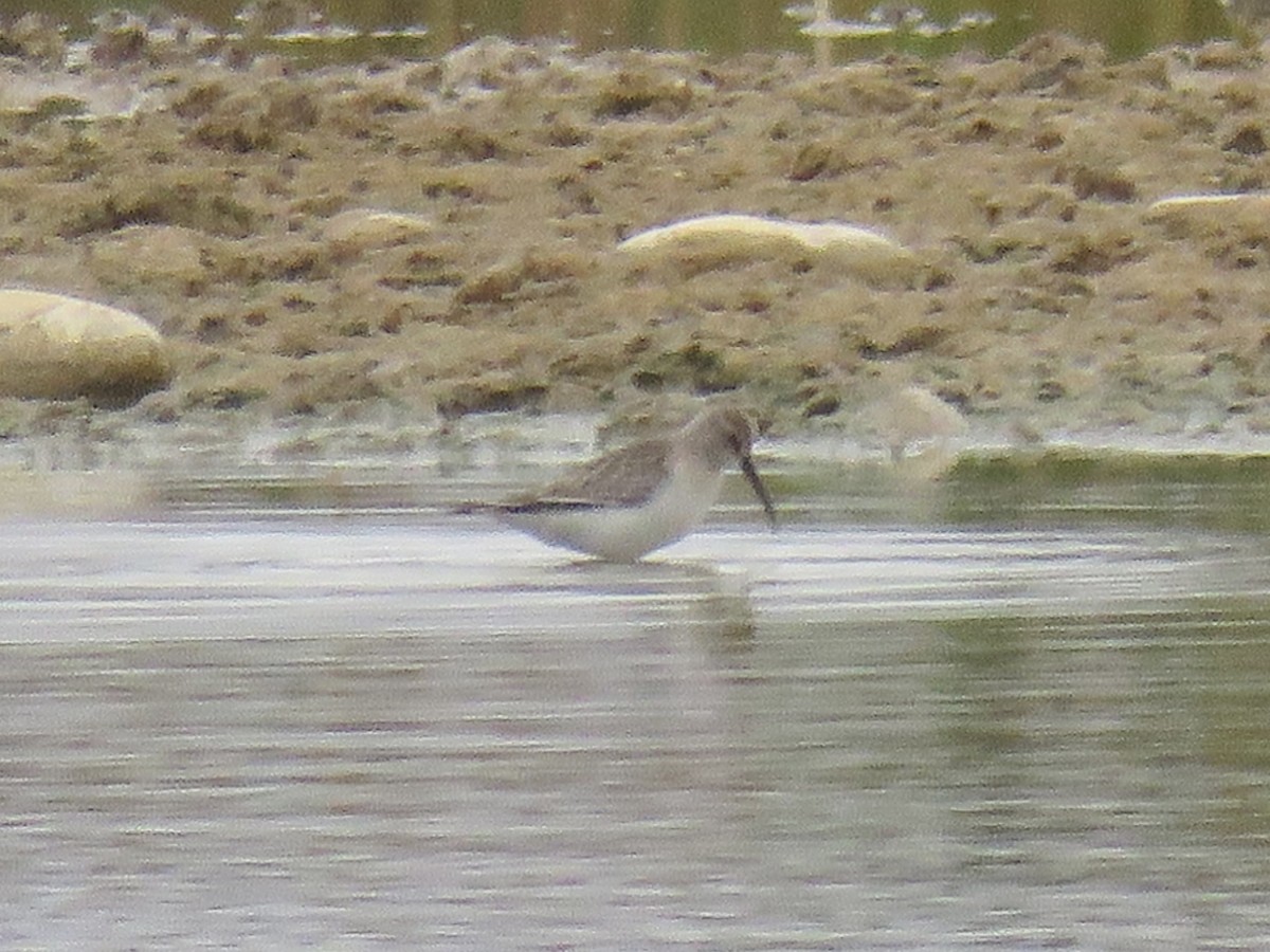 Txirri kurlinta - ML644739650