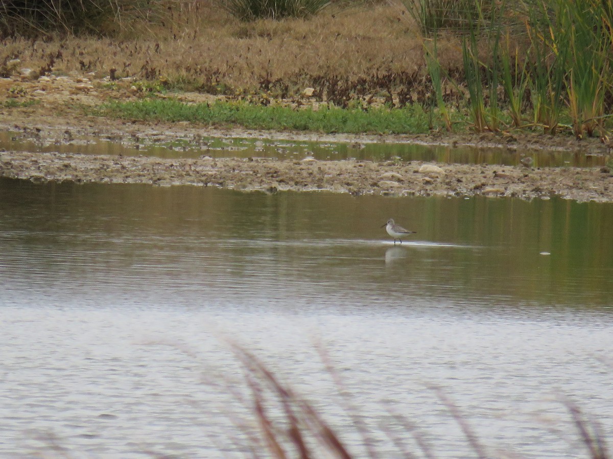 Txirri kurlinta - ML644739651