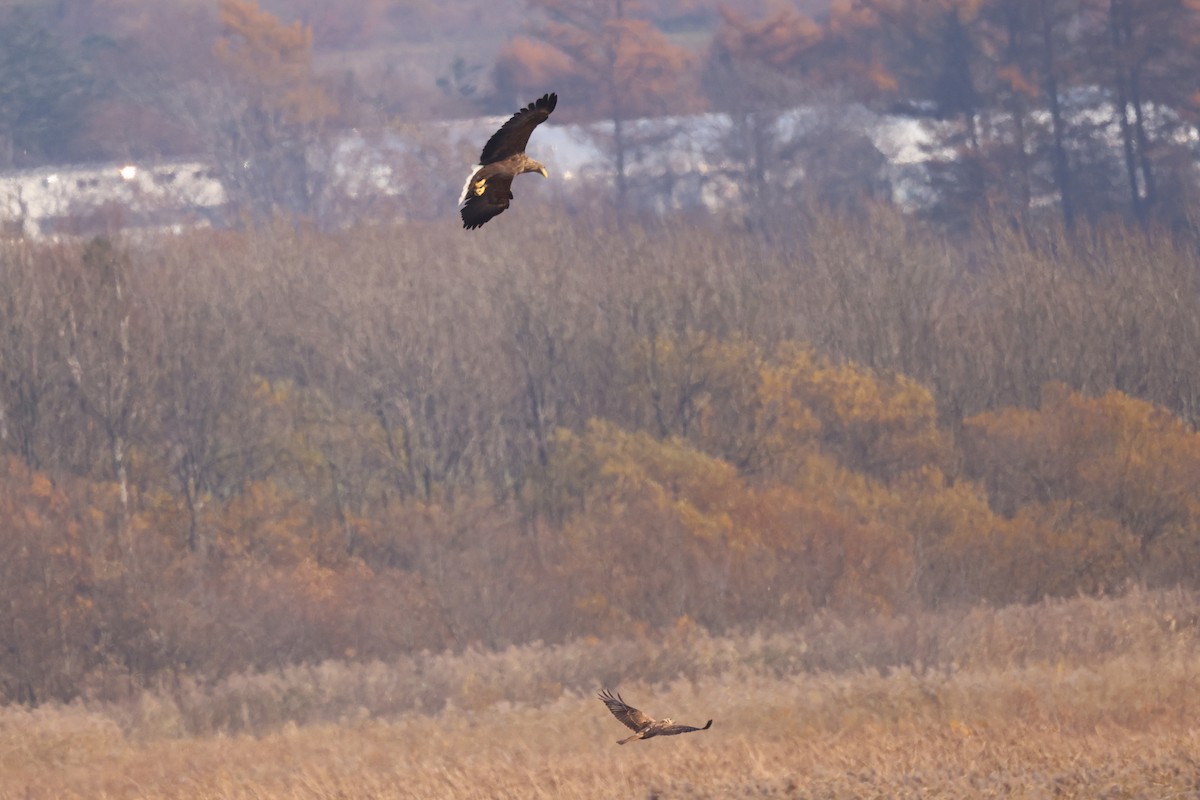 moták východní - ML644739658