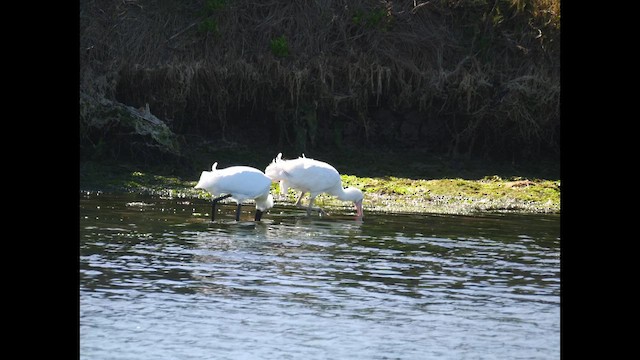 Yellow-billed Spoonbill - ML644739659