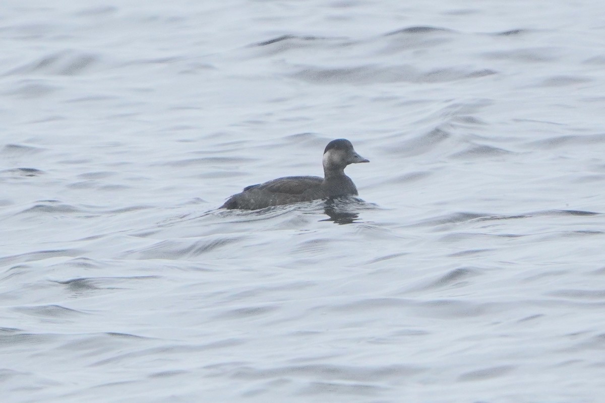 Ahatebeltz eurasiarra - ML644739665