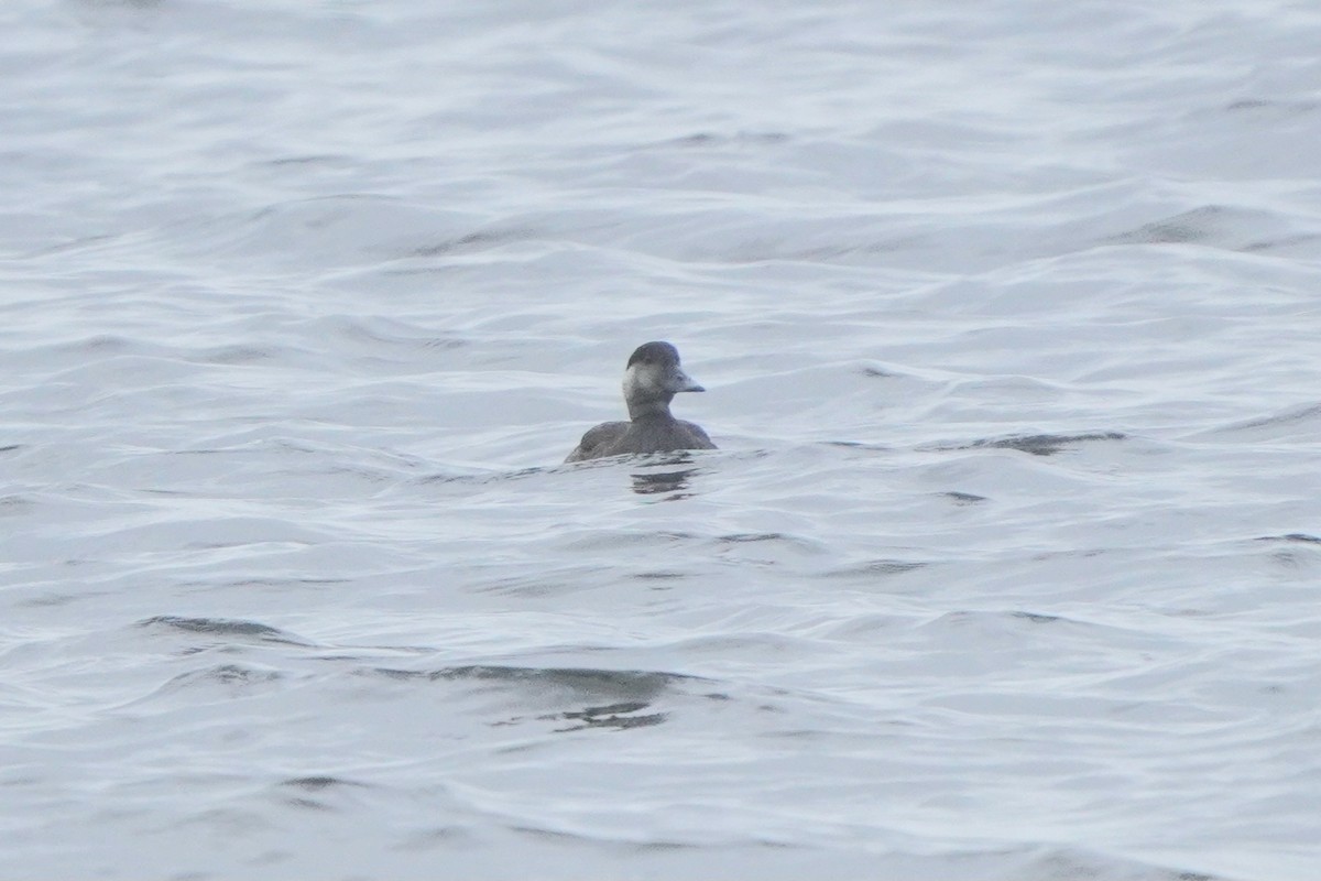 Ahatebeltz eurasiarra - ML644739666