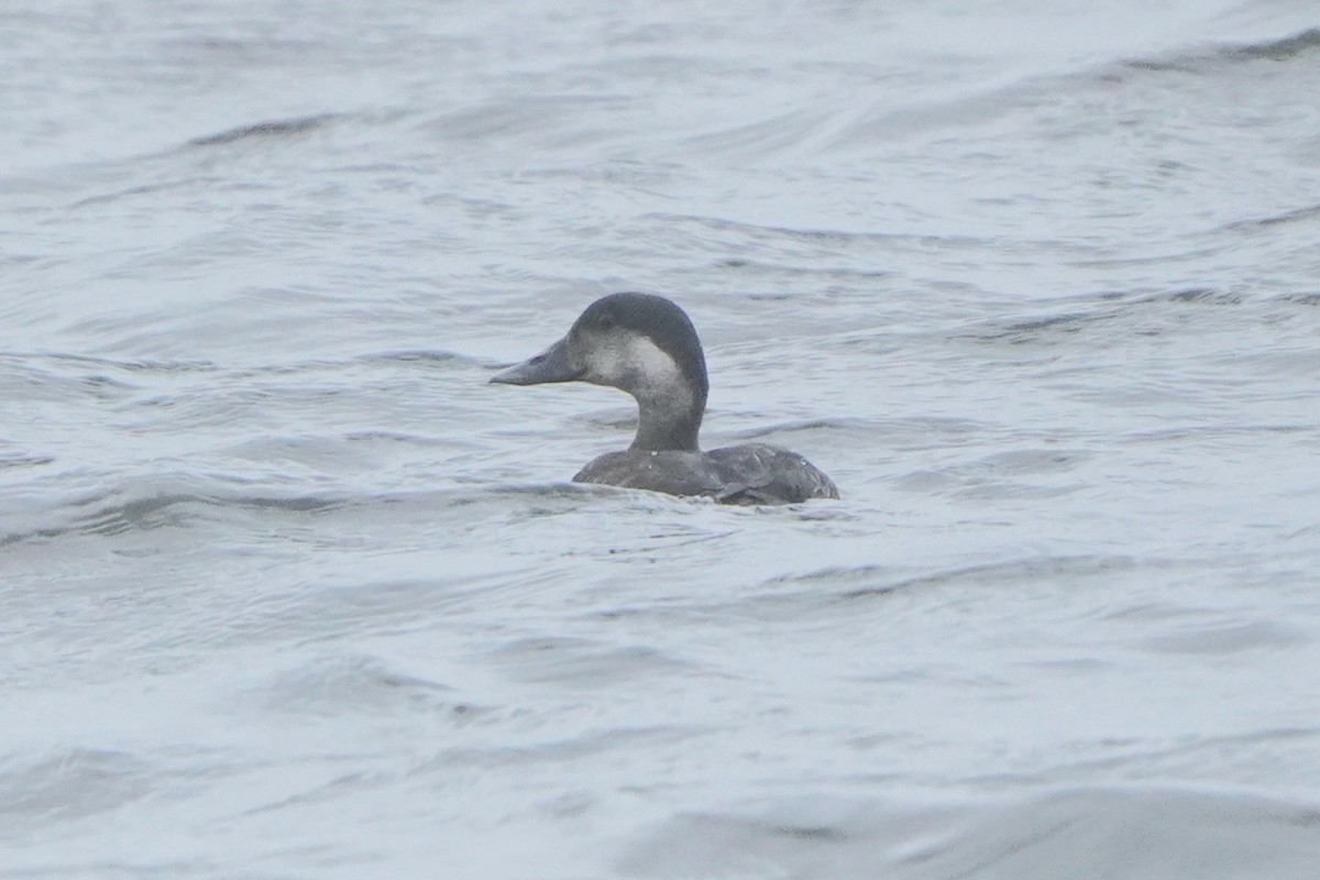 Ahatebeltz eurasiarra - ML644739667