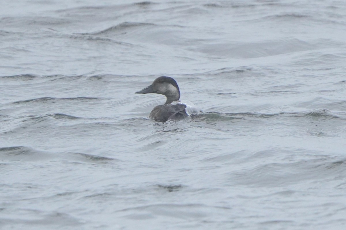 Ahatebeltz eurasiarra - ML644739668