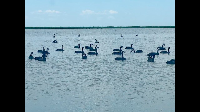 Cigno nero - ML644739669