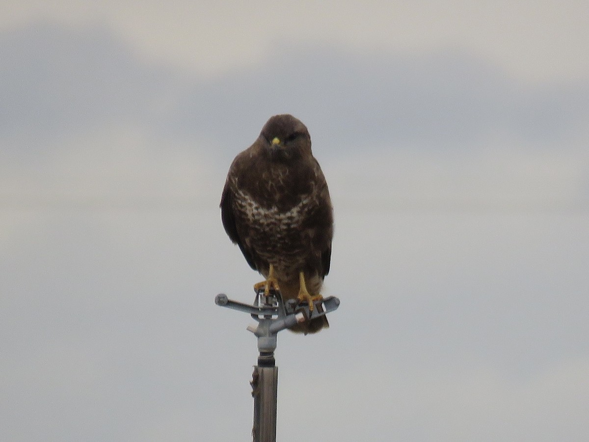 Buse variable - ML644739674