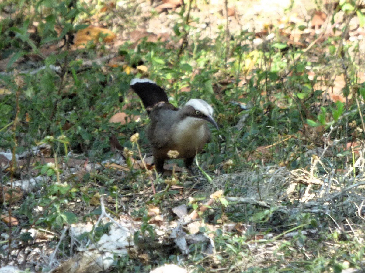 gråkronelarmtrost - ML644739675