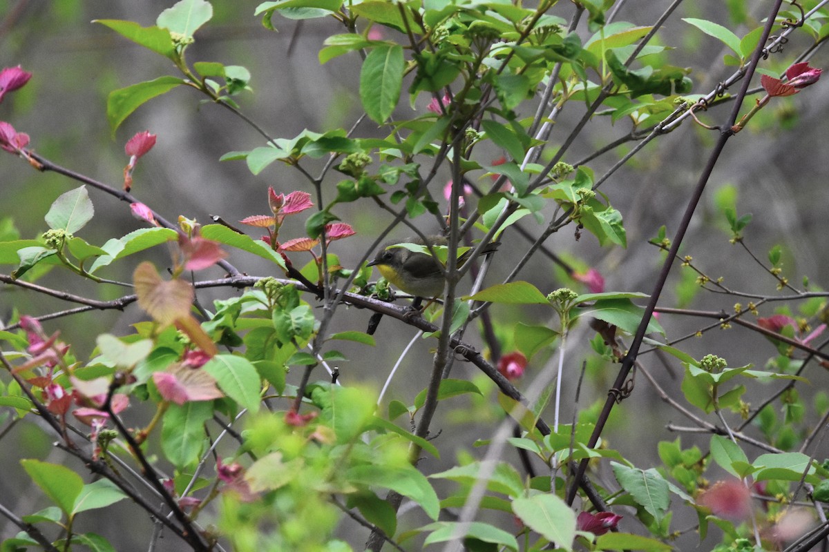 nordgulstrupe - ML644739676