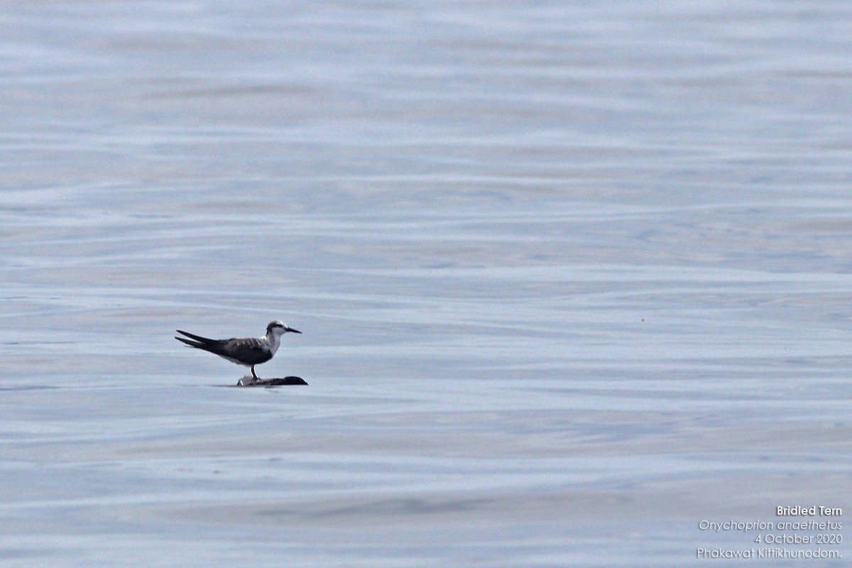Bridled Tern - ML644739677