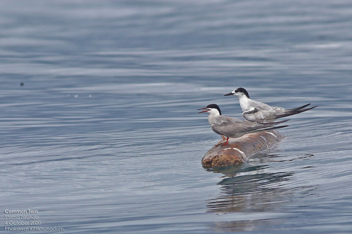 燕鷗 - ML644739679