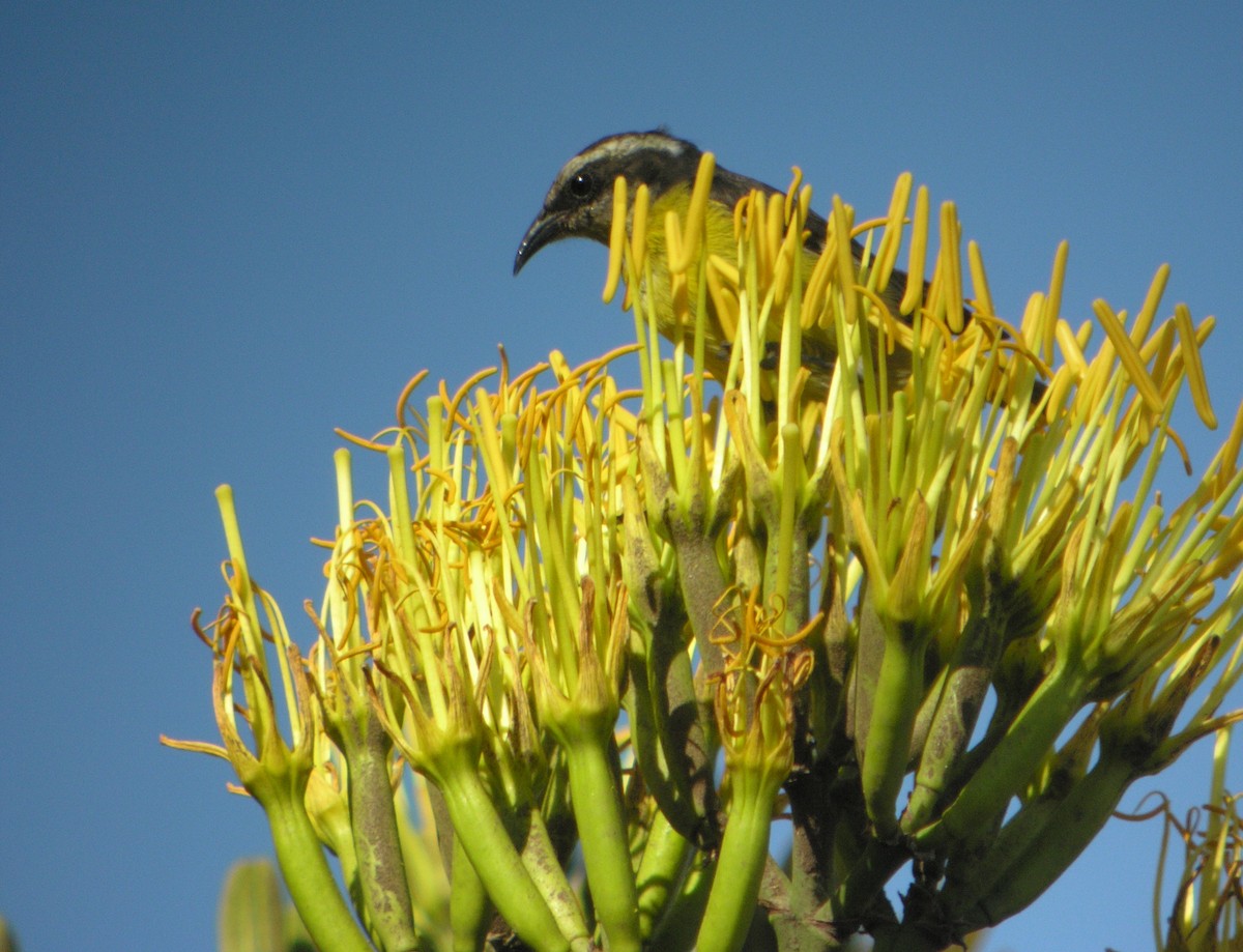 Bananaquit - ML644739681