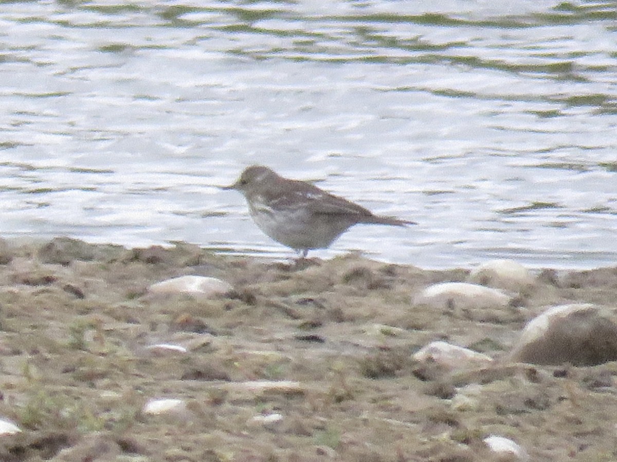 Pipit spioncelle - ML644739682