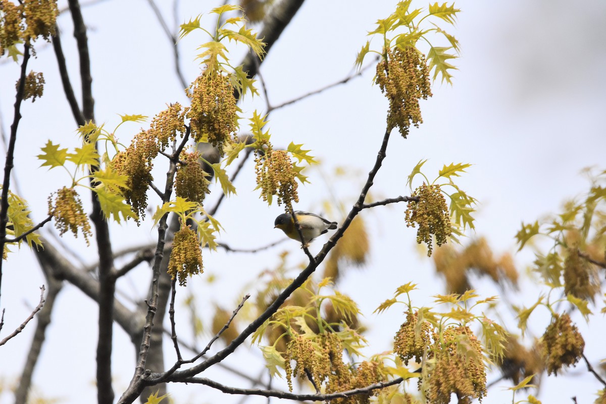 Northern Parula - ML644739684