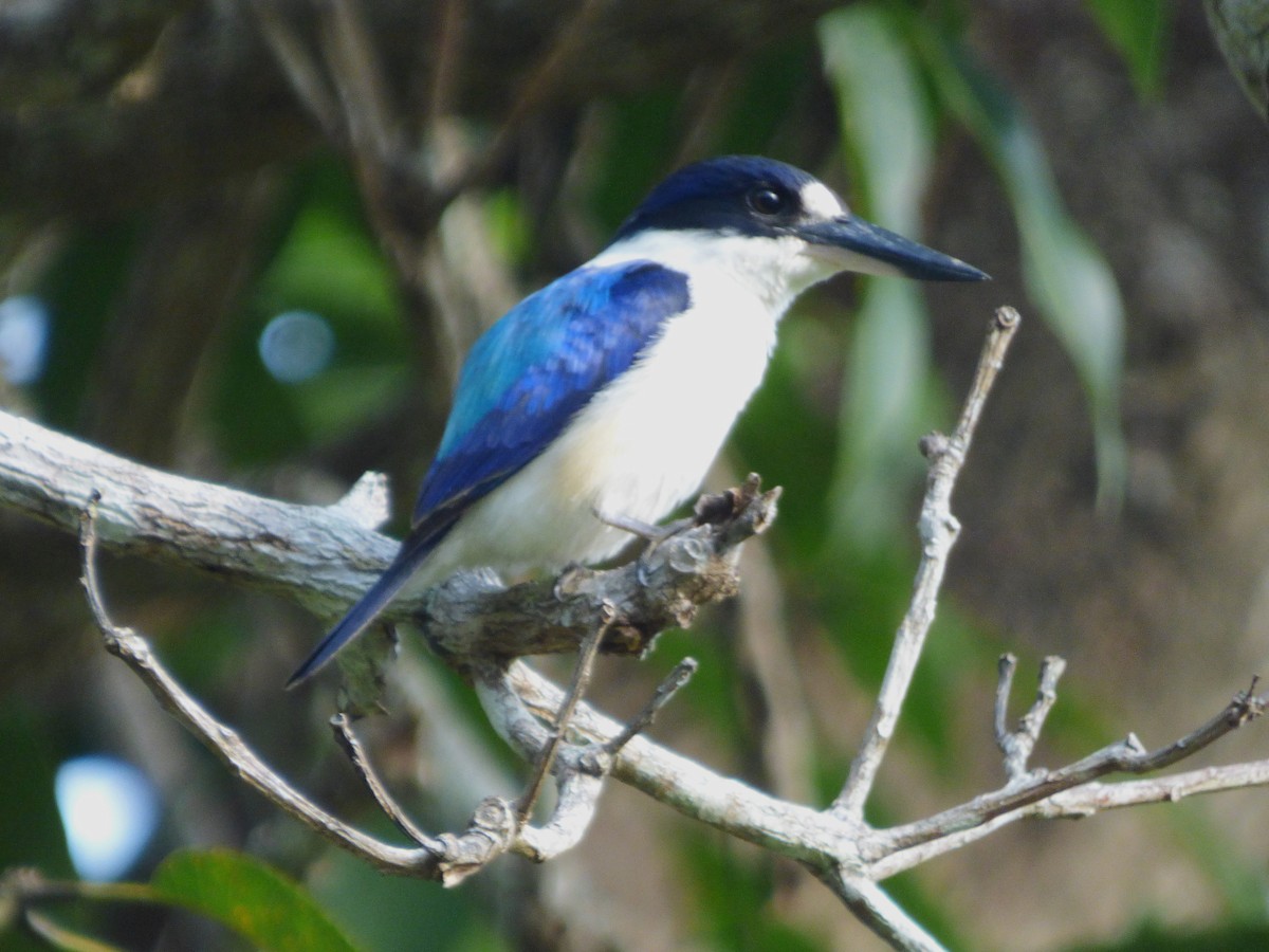 Forest Kingfisher - ML644739697
