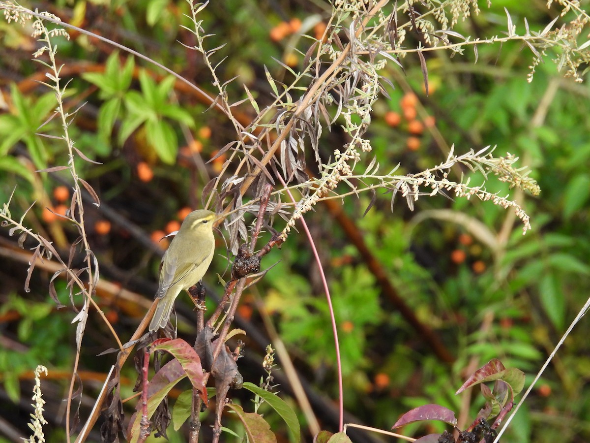 Tickell Çıvgını - ML644739769