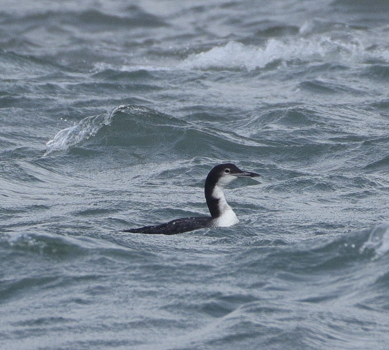 Aliota handia - ML644739772