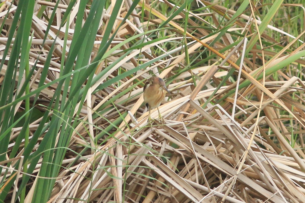 Yellow Bittern - ML644739773